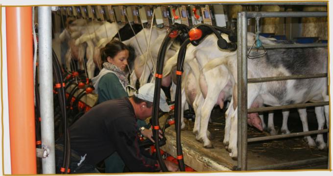 Milking Time