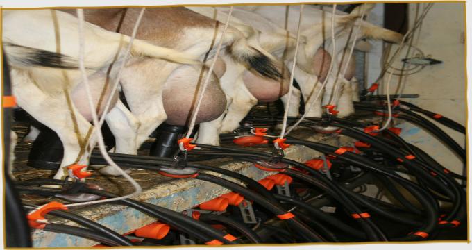 Goat Milking Process