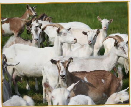 Goats Looking