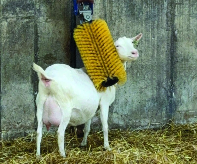 A St Tola goat enjoying a back scratch from a rotating brush in the barn