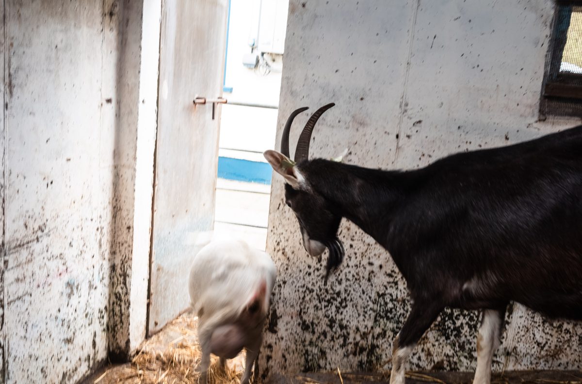 A horned goat in the herd