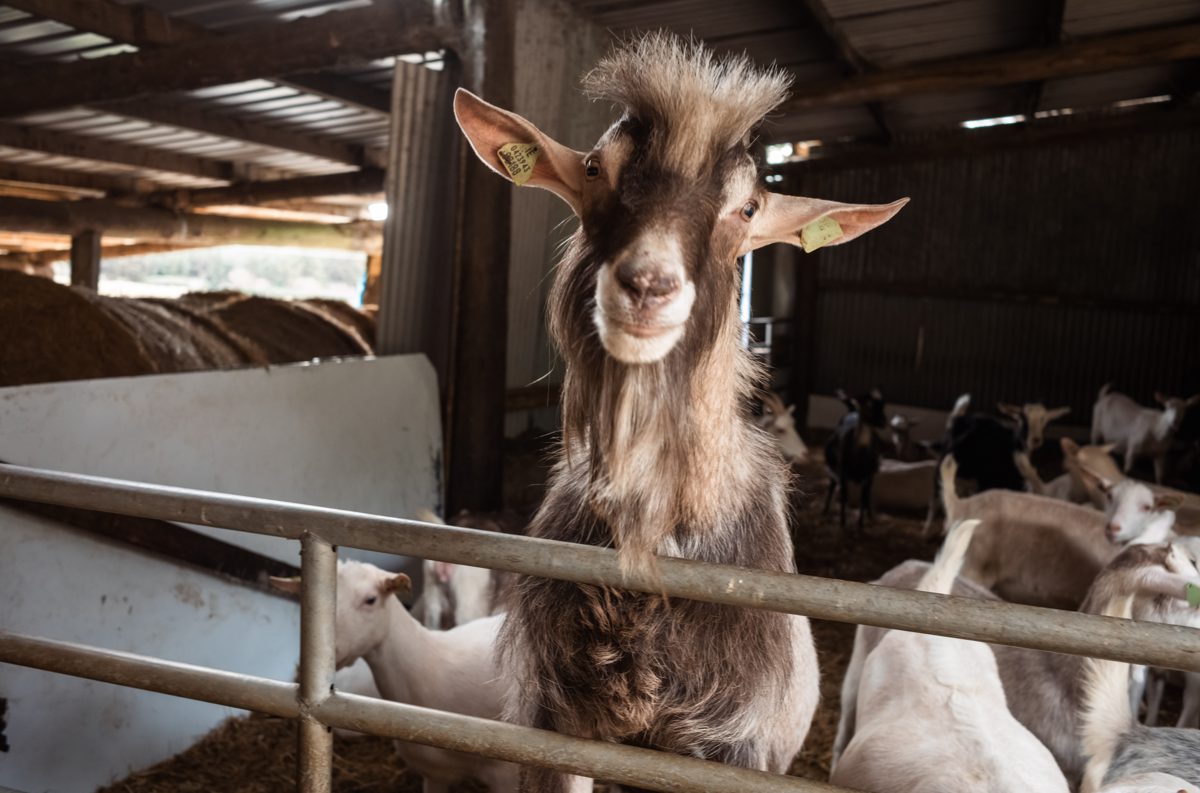 A St Tola goat looking at the camera