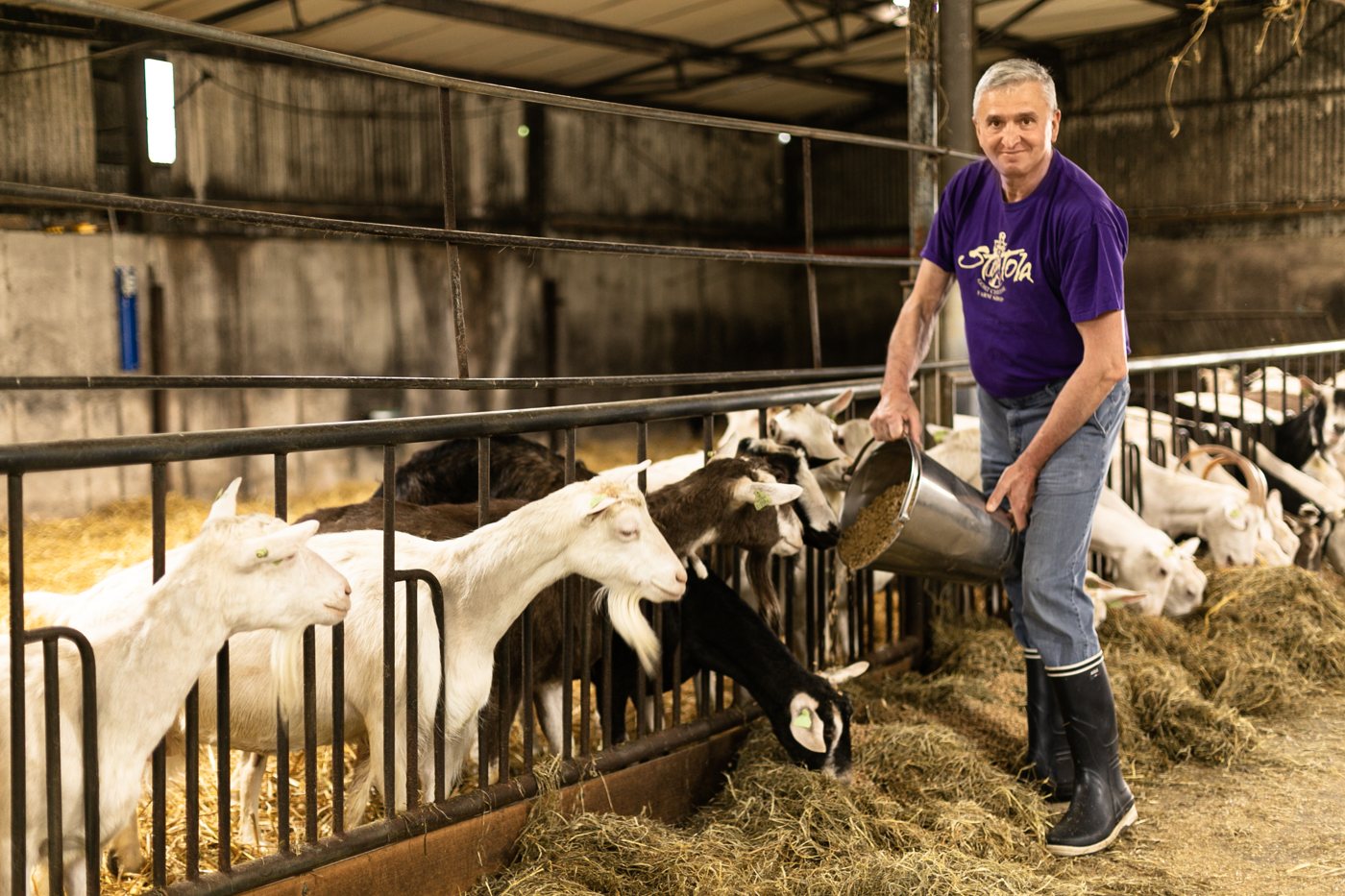 Feeding the herd in the barn