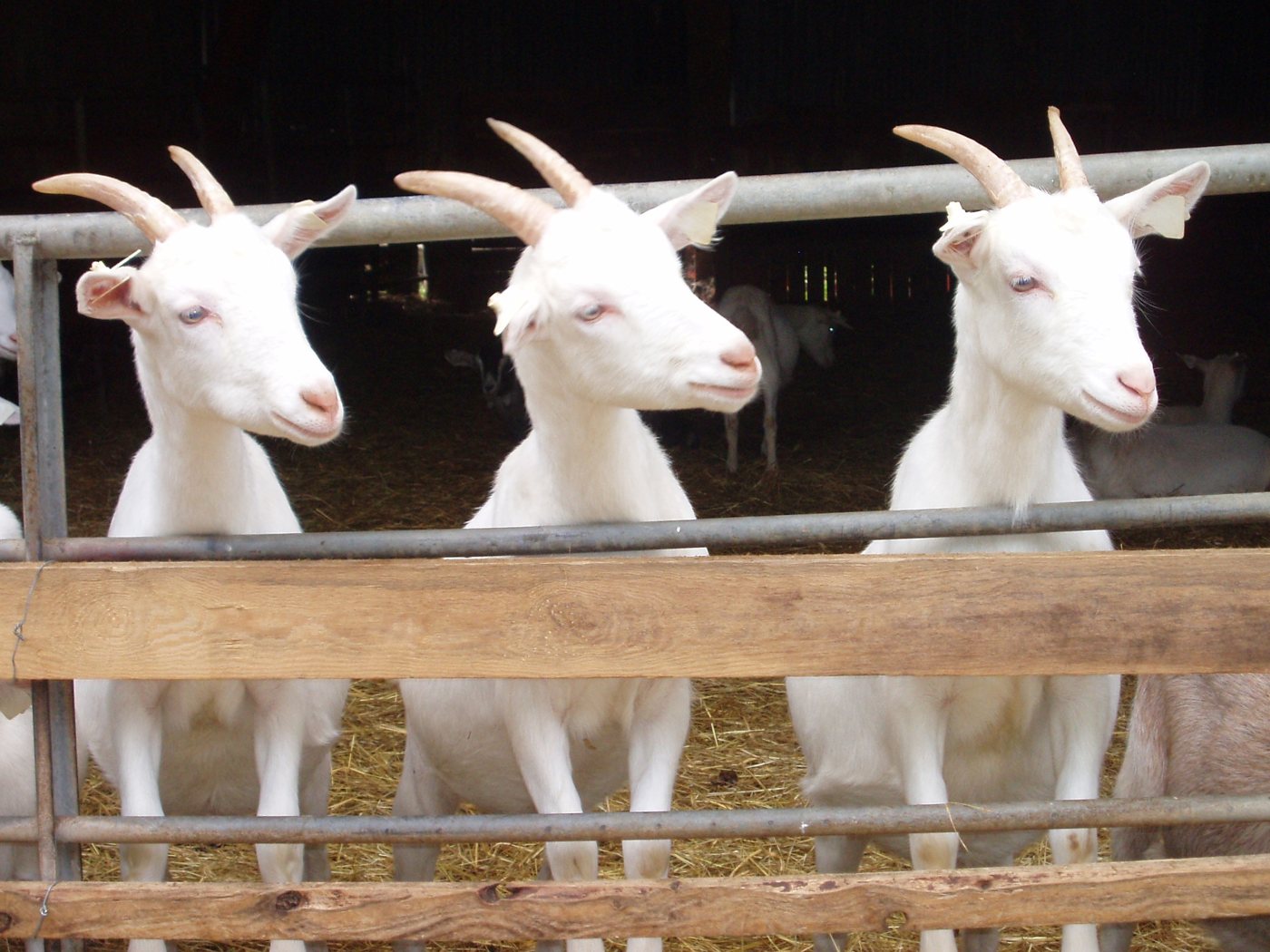 The St Tola goats at the feed rail