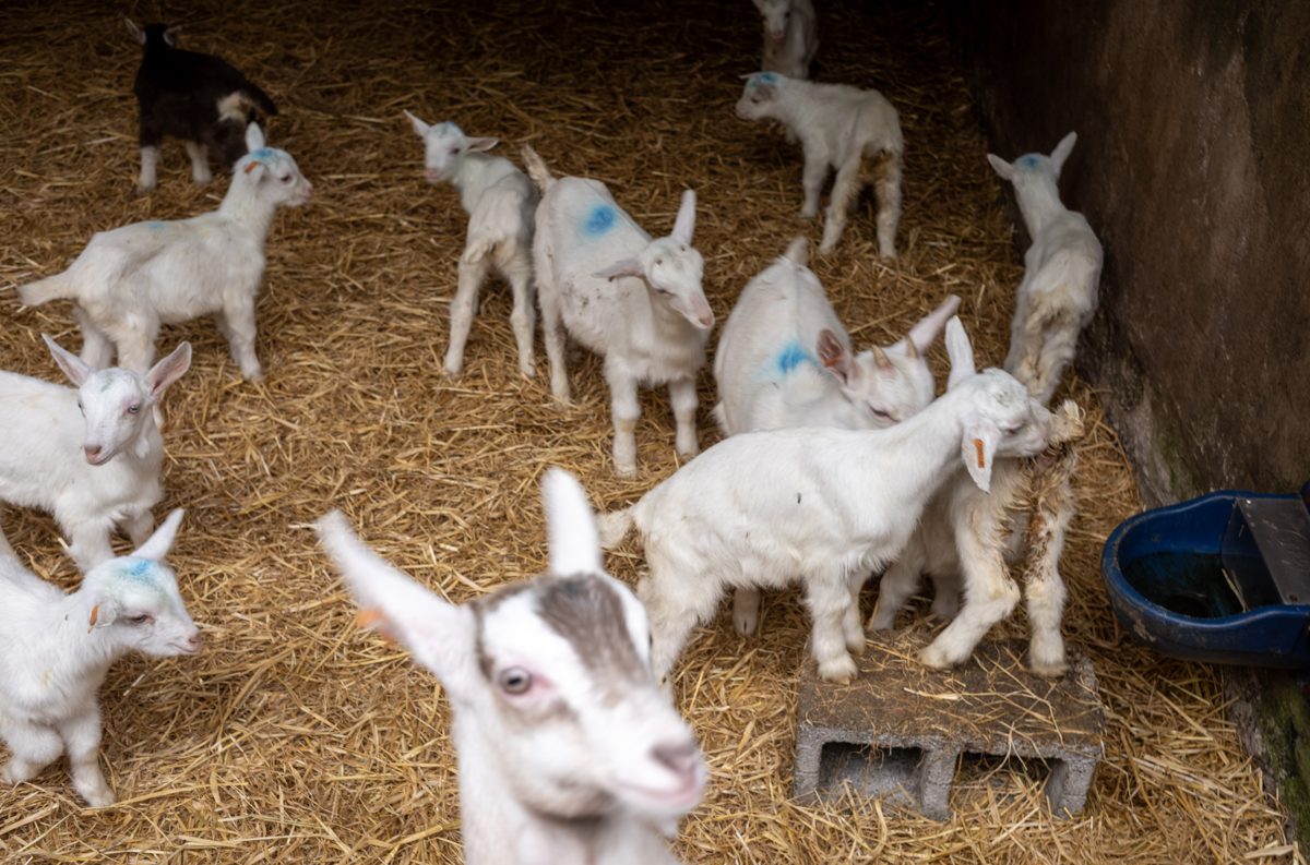 Spring kids in the straw