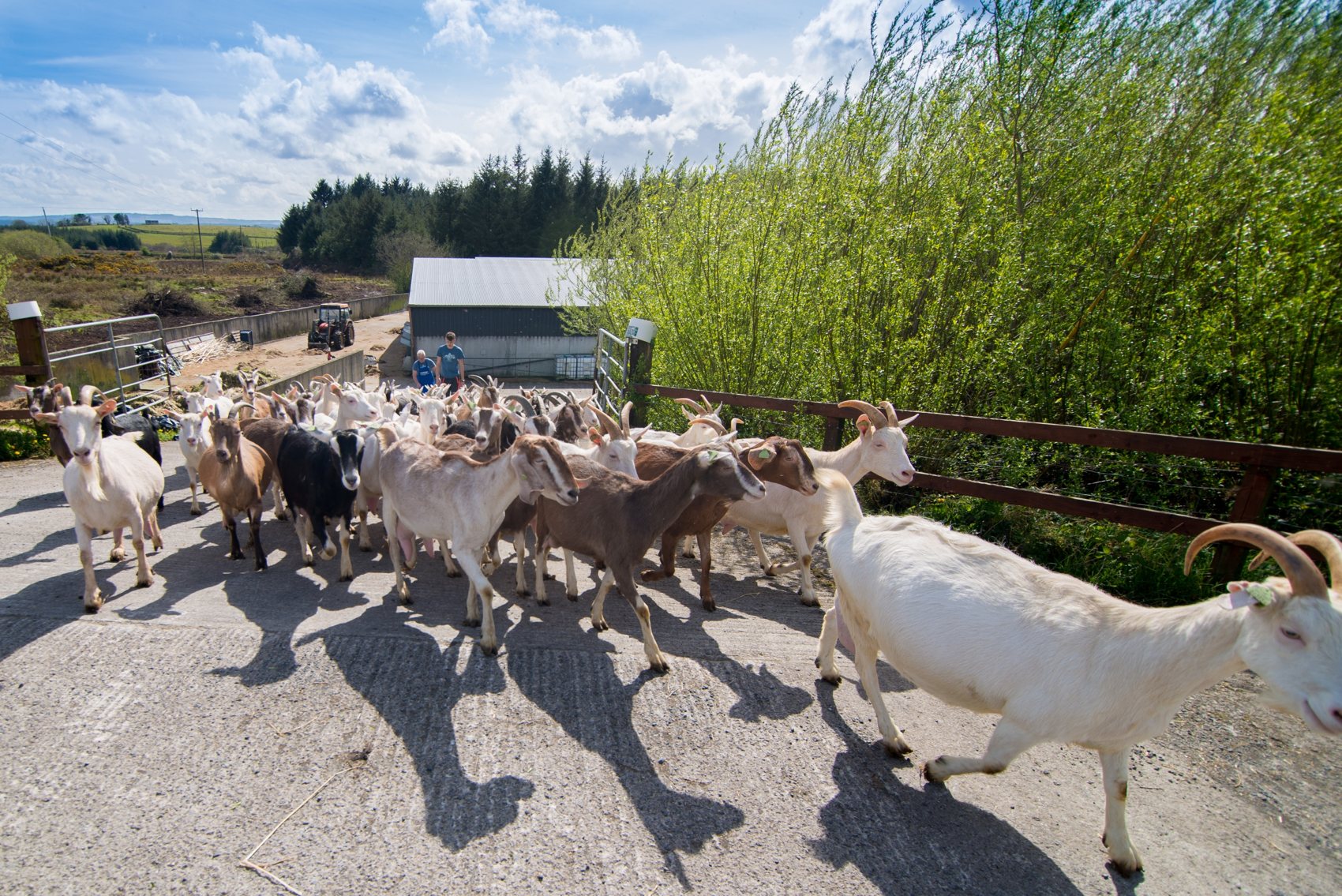 The St Tola herd being led across the pasture