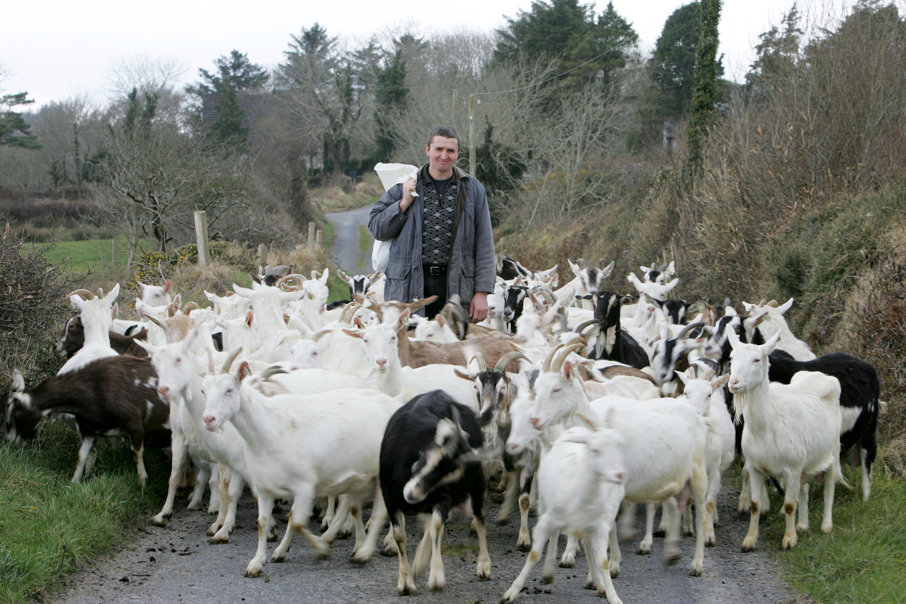Petru leading out the goats St Tola
