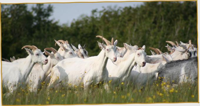 Goats in a meadow