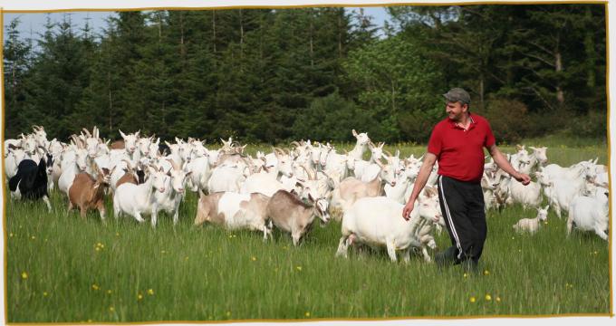 Petru leading the goats home