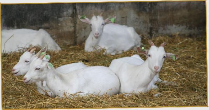 Three goats in shed
