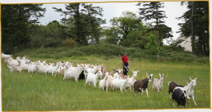 Goats going to the milking parlour with Petru