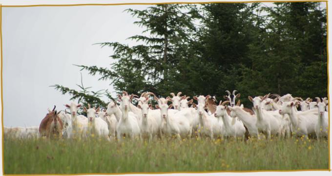 Goats against skyline