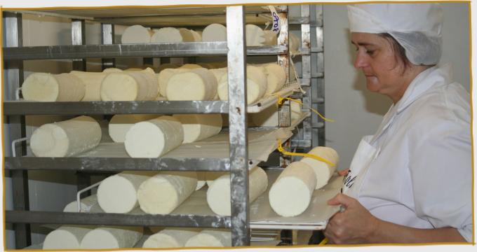 Shelves of Goat Cheese