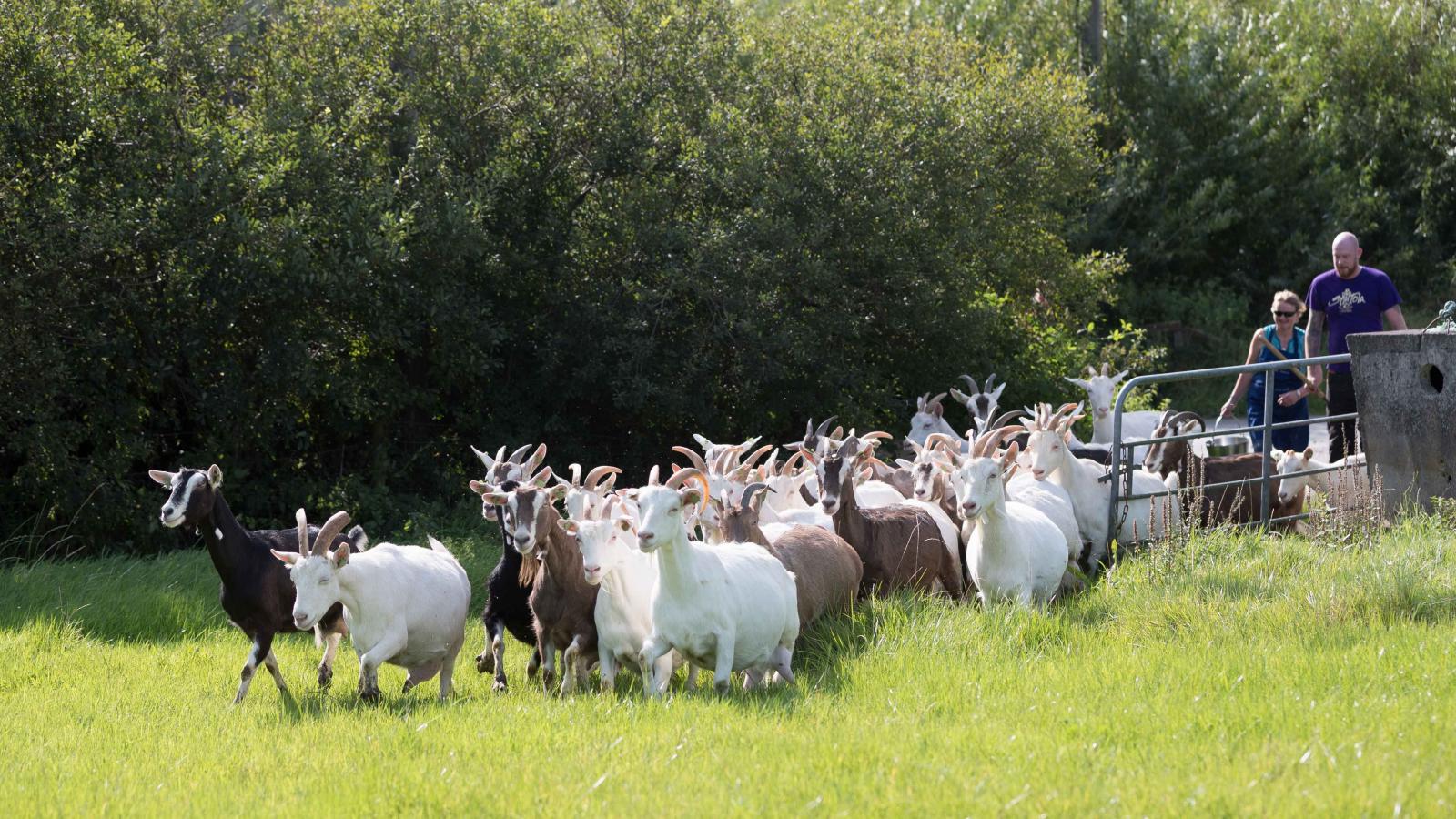 Herd of goats entering a green meadow