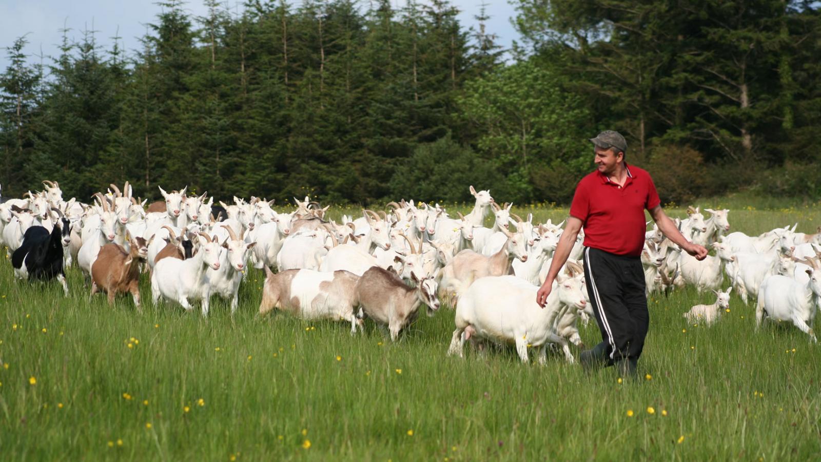 Petru leading the goats home