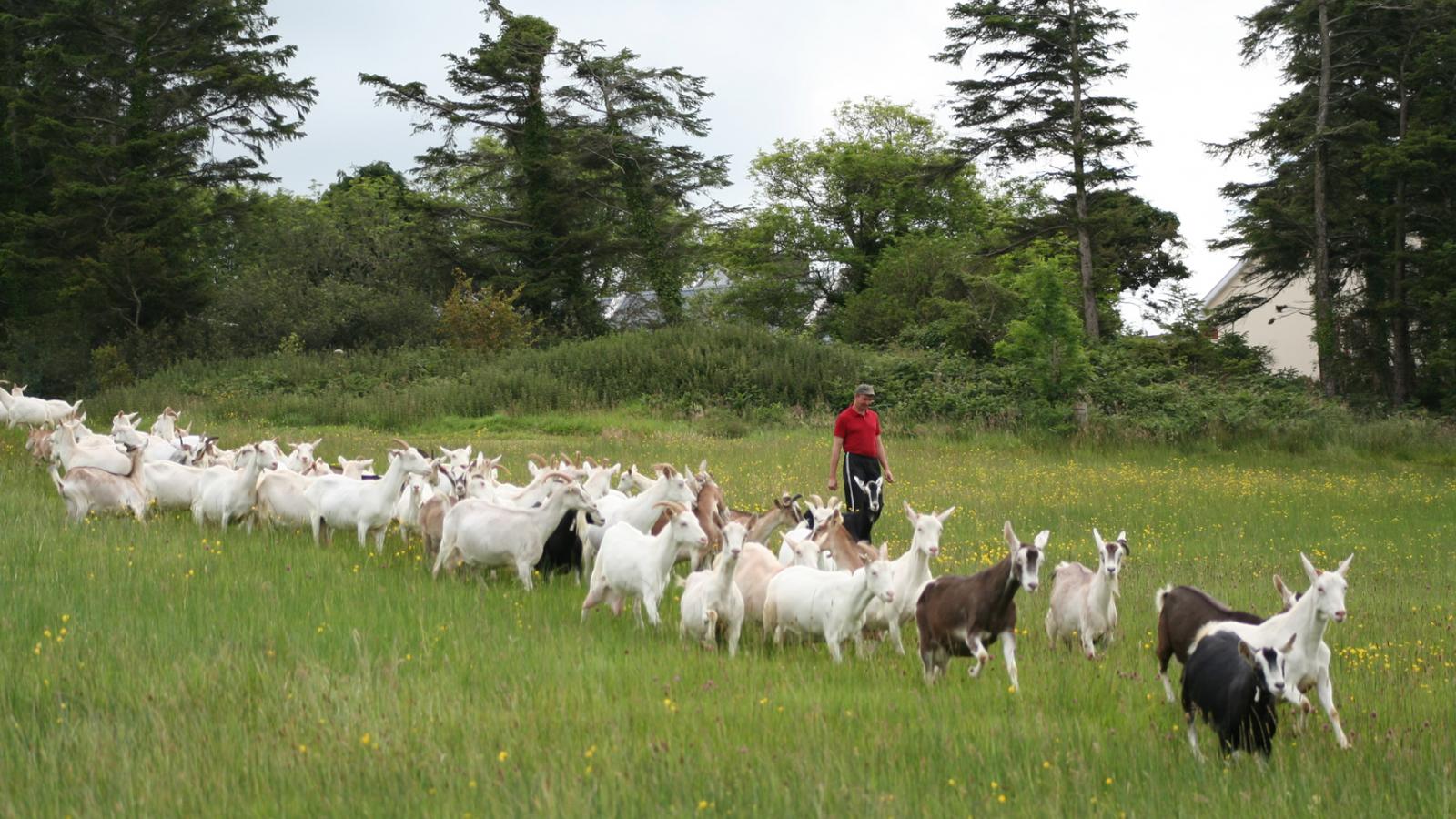 Goats going to the milking parlour with Petru