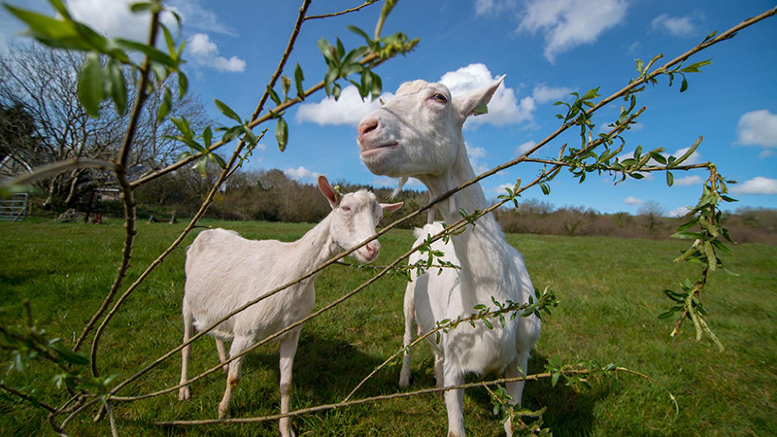 Goats grazing in an open green field